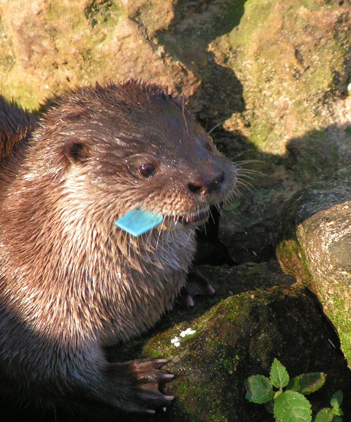 Neotropical River Otter