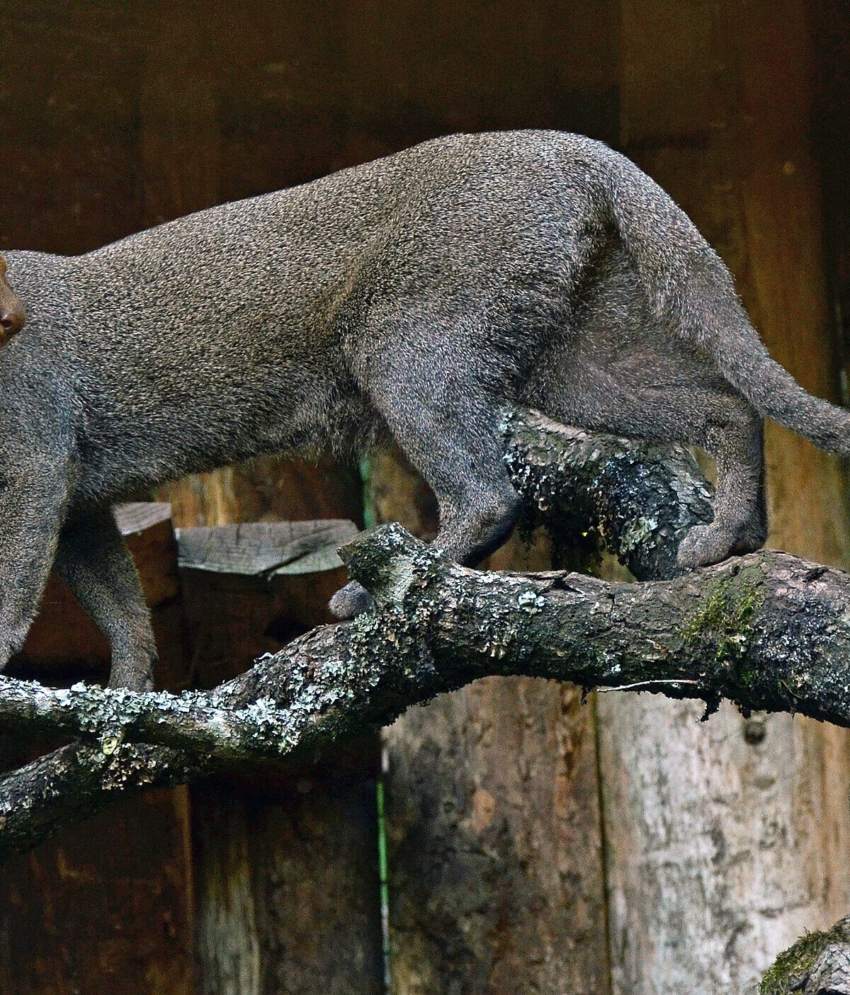 Jaguarundi