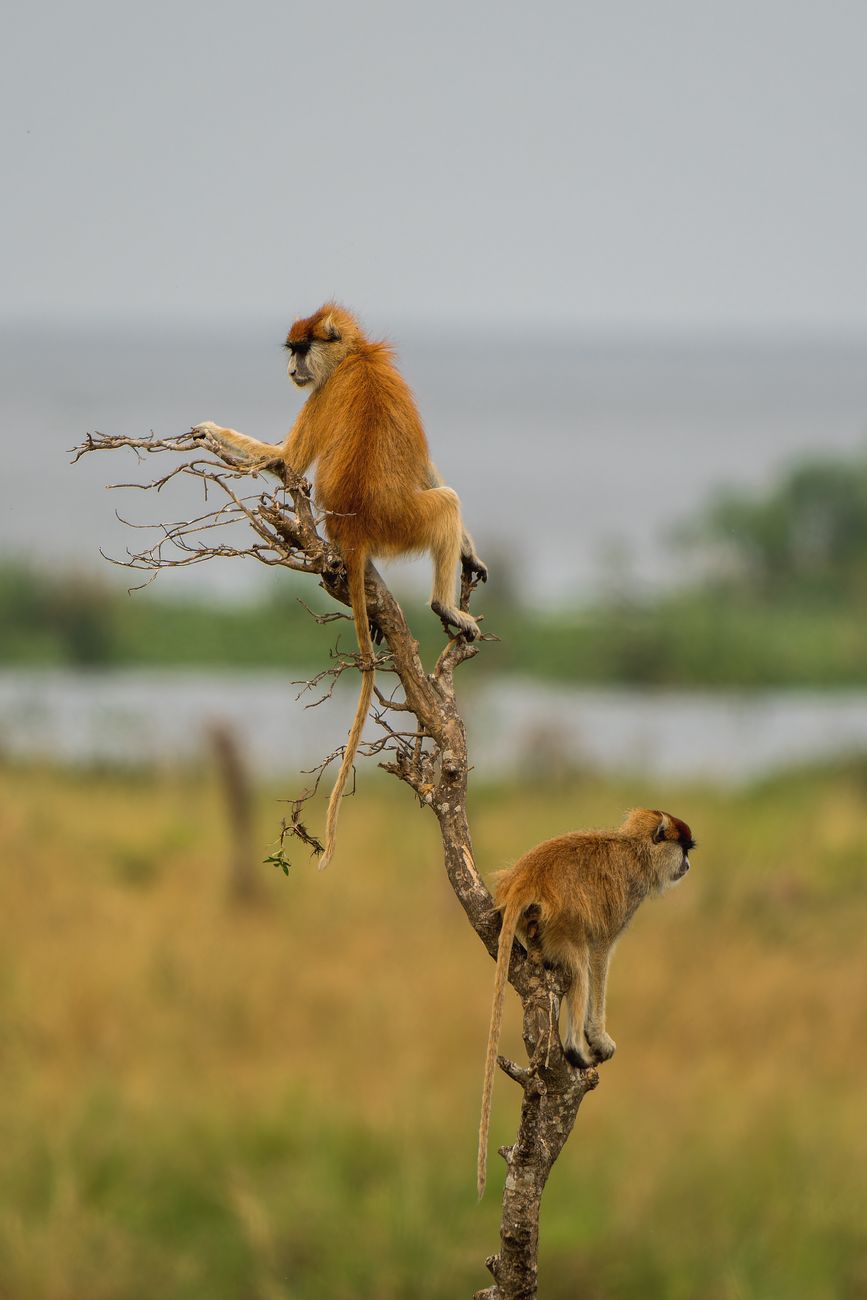 Patas Monkey