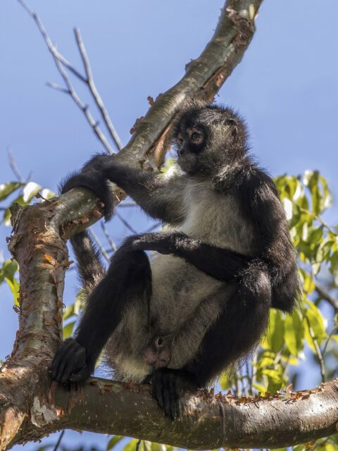 Mexican Spider Monkey
