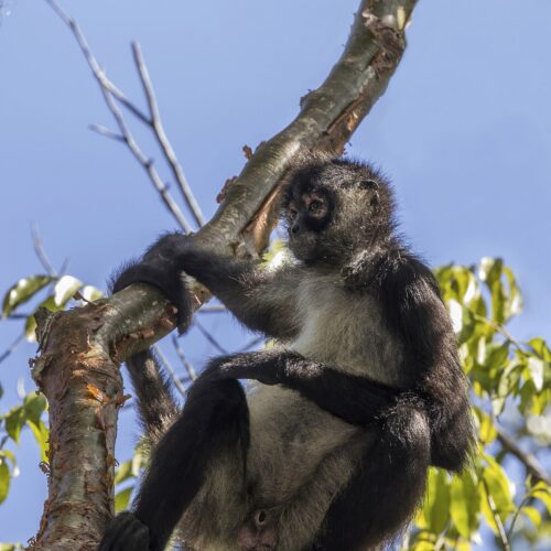 Spider Monkey