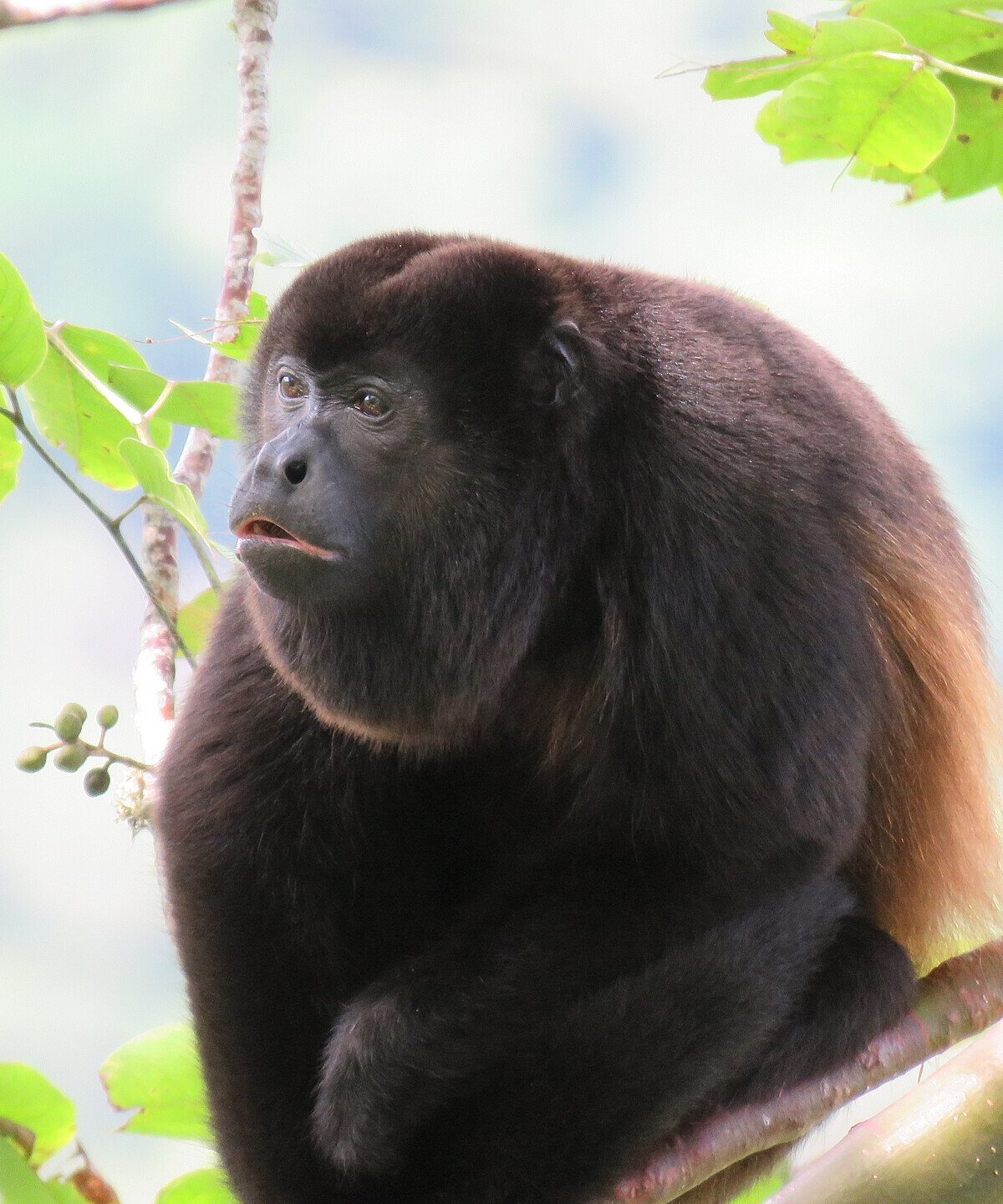 Mexican Howler Monkey