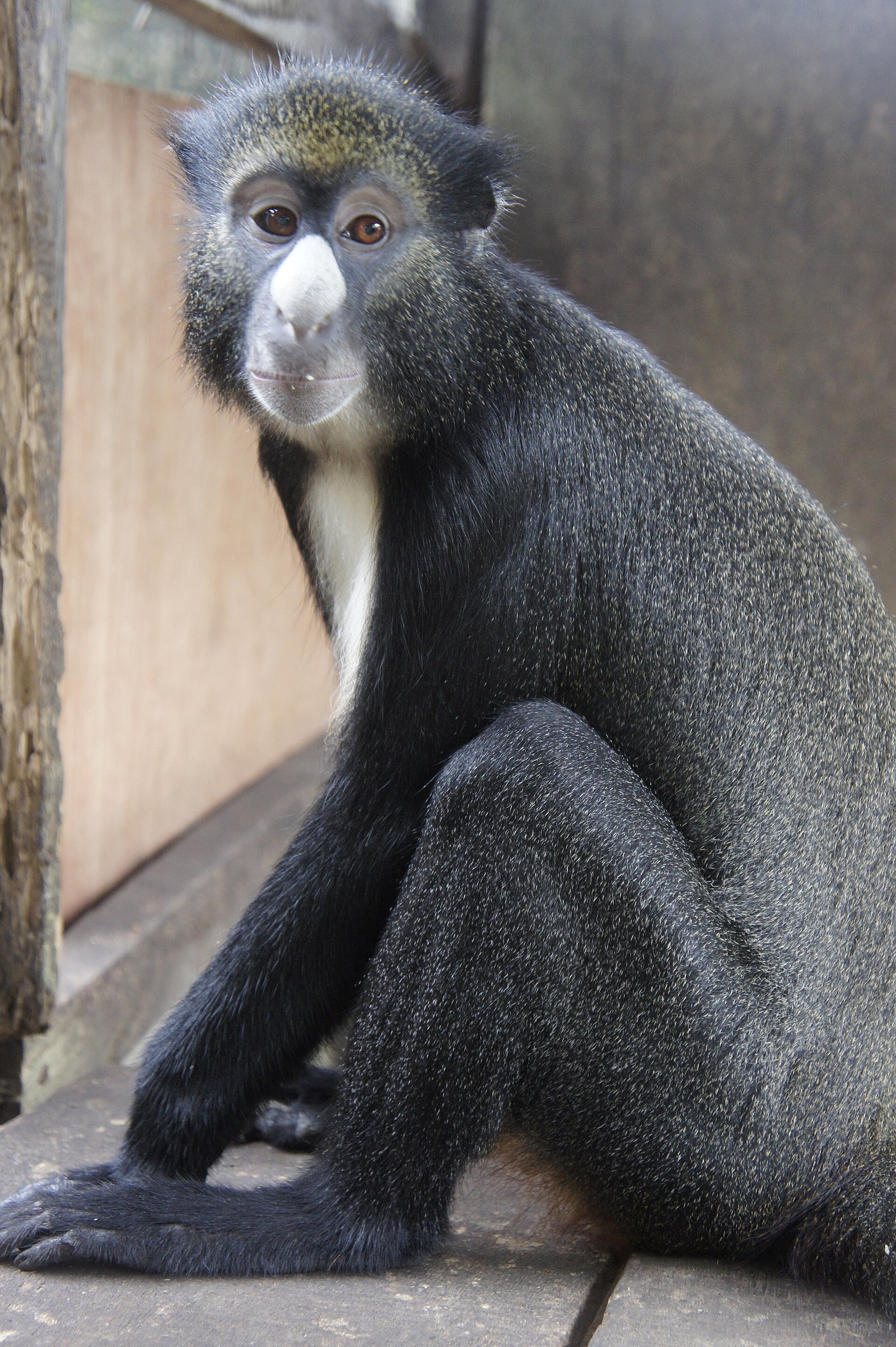 Spot Nosed Guenon
