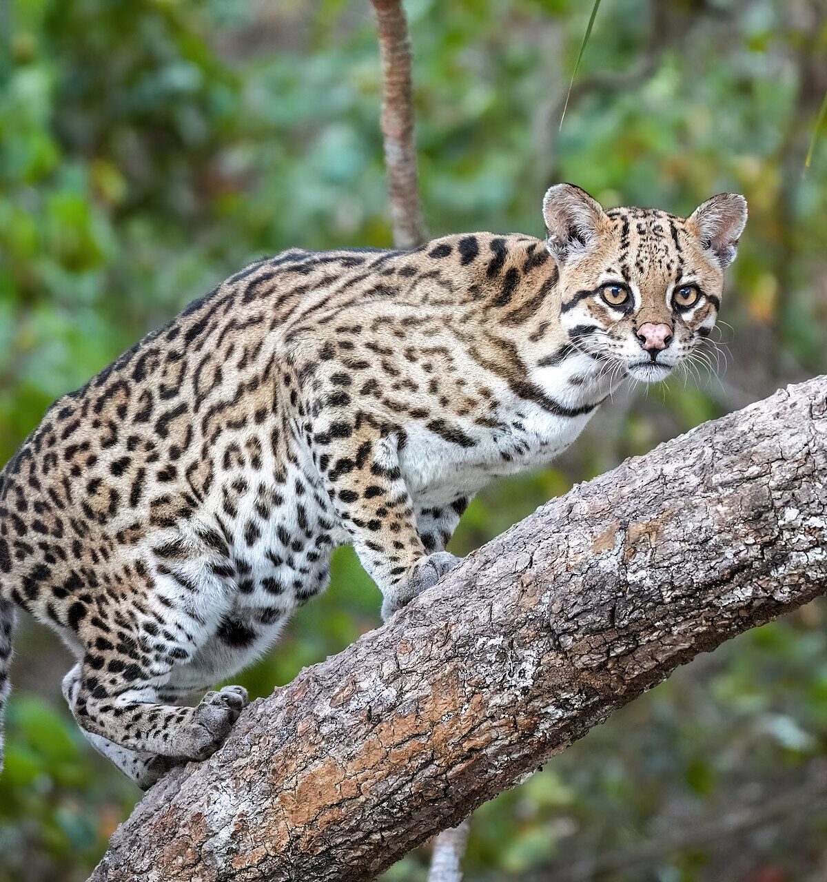 Mexican Ocelot
