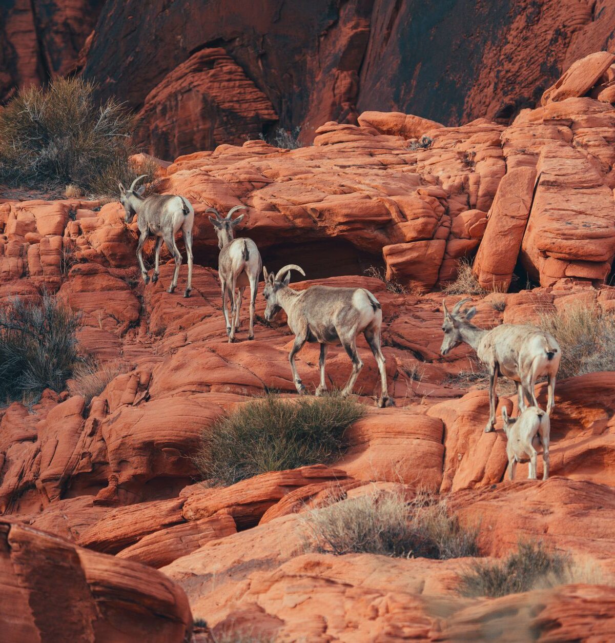 Desert Bighorn Sheep
