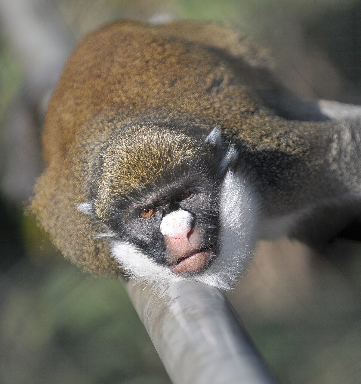 Lesser Spot-Nosed Monkey