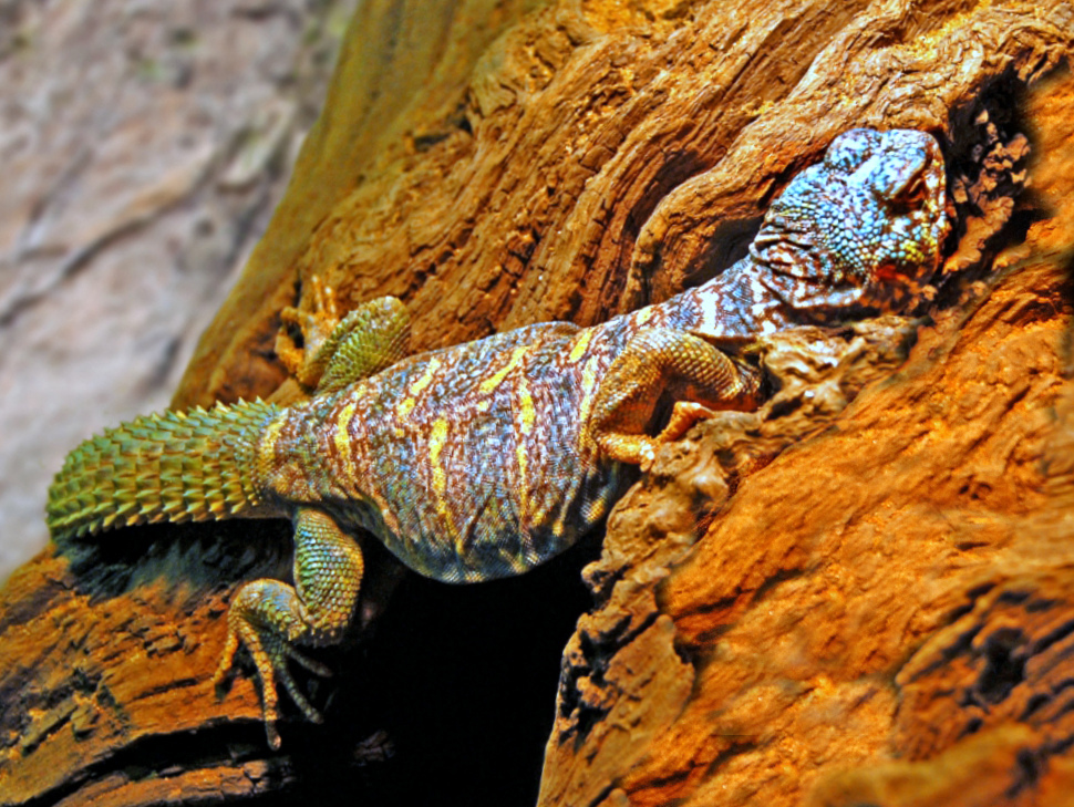 Ornate Uromastyx