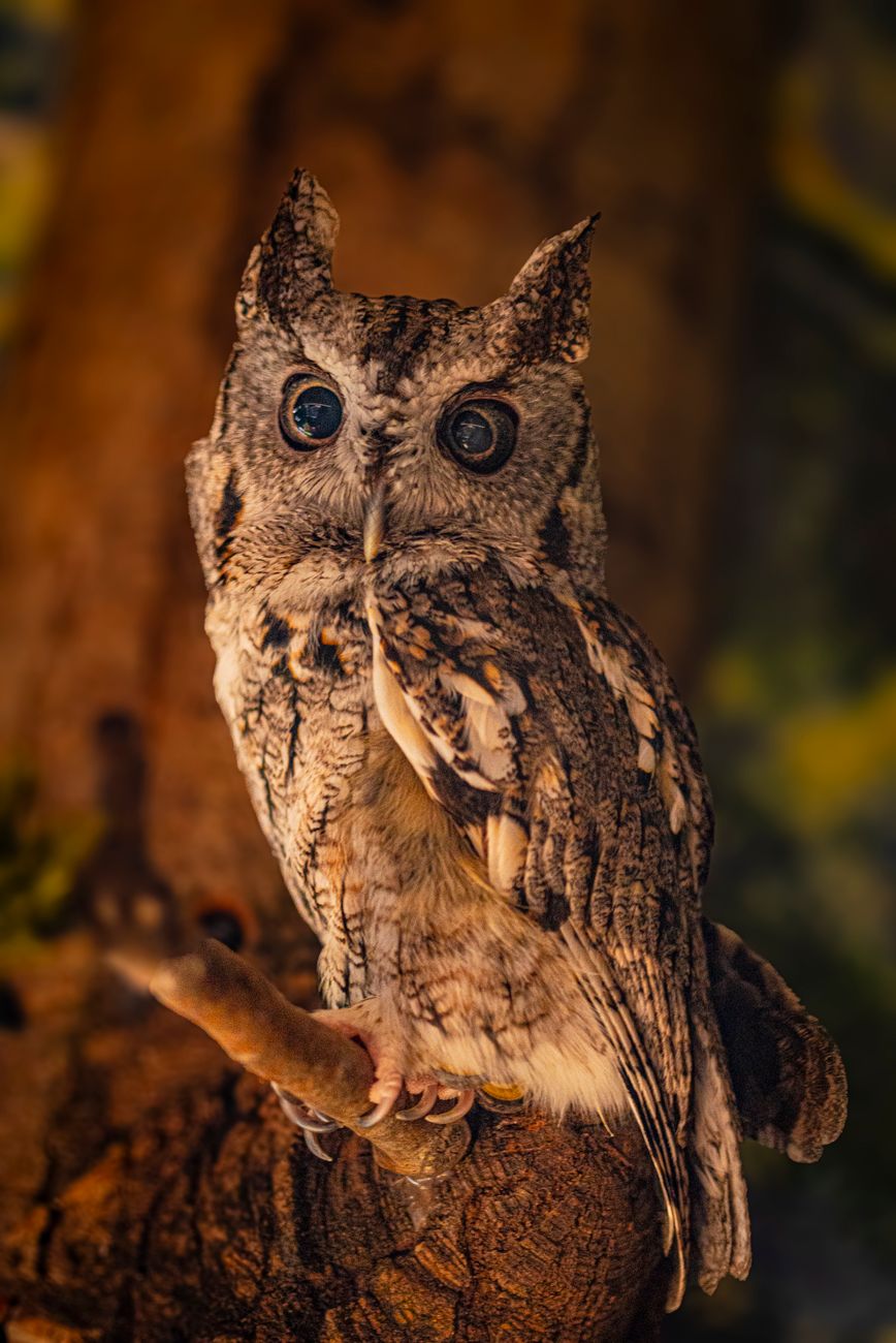 Virginia Owl