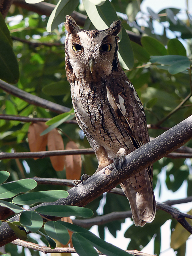 Tropical Owl