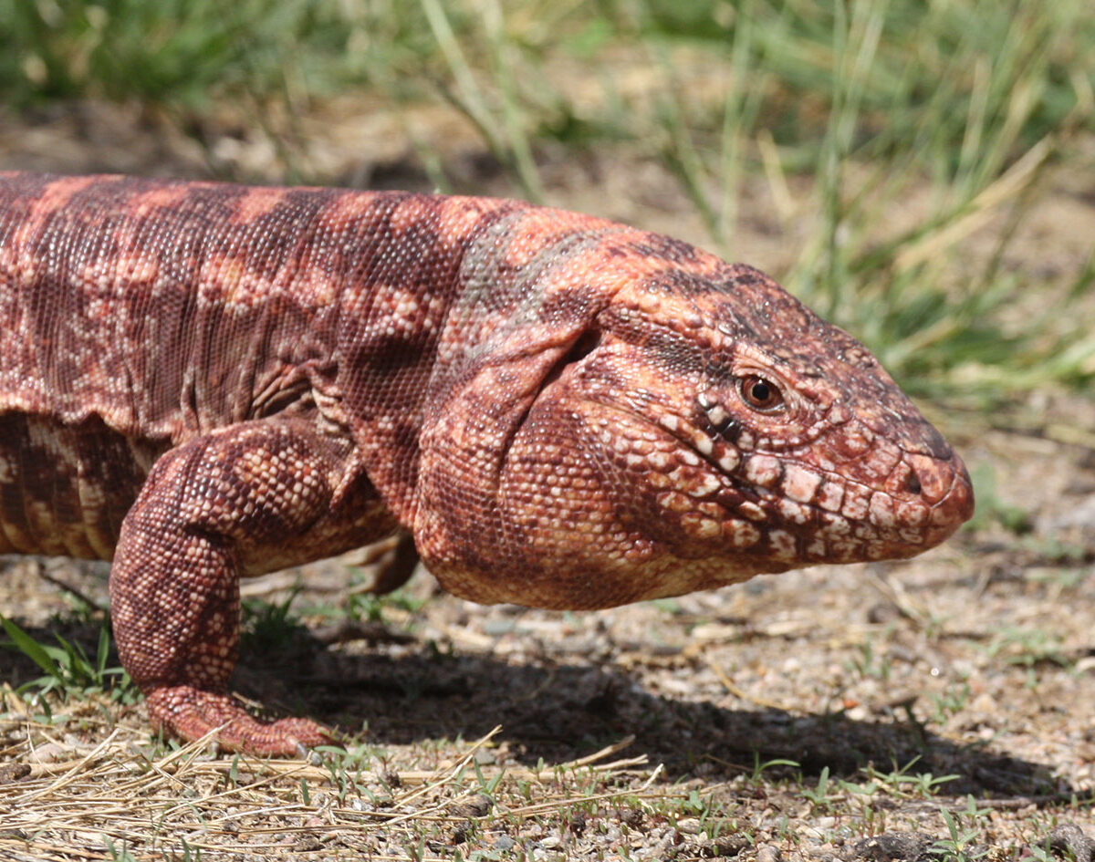 Red Tegu