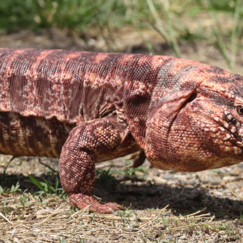 Tegu