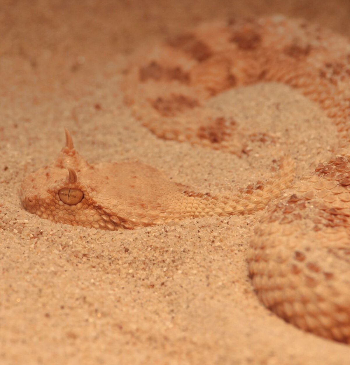 Sidewinder