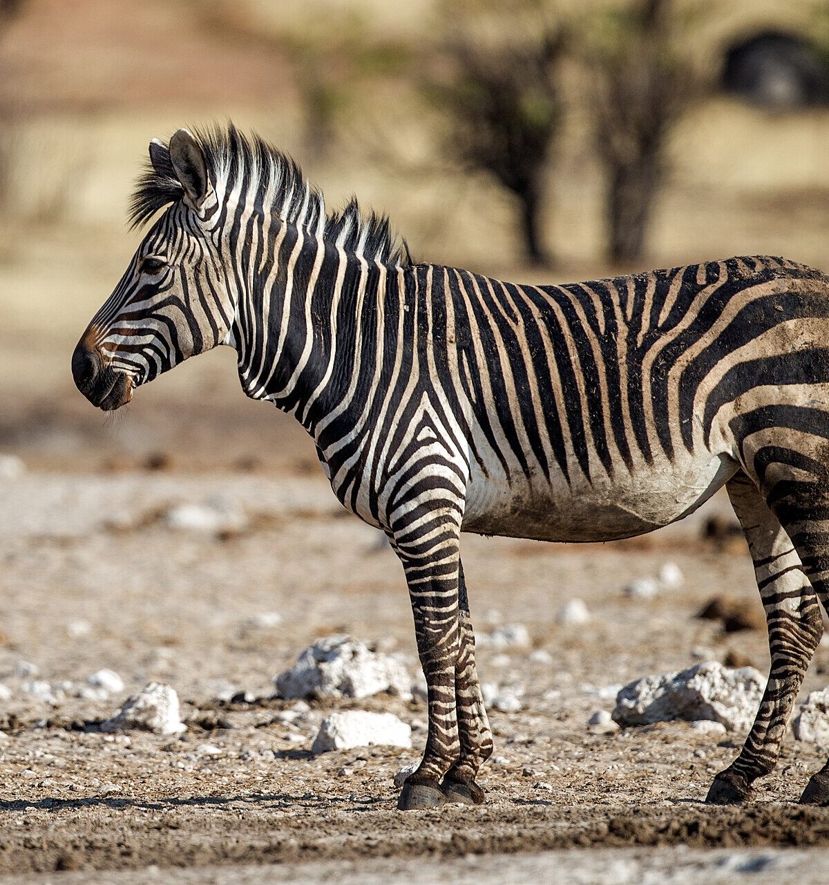 Hartmann's Zebra