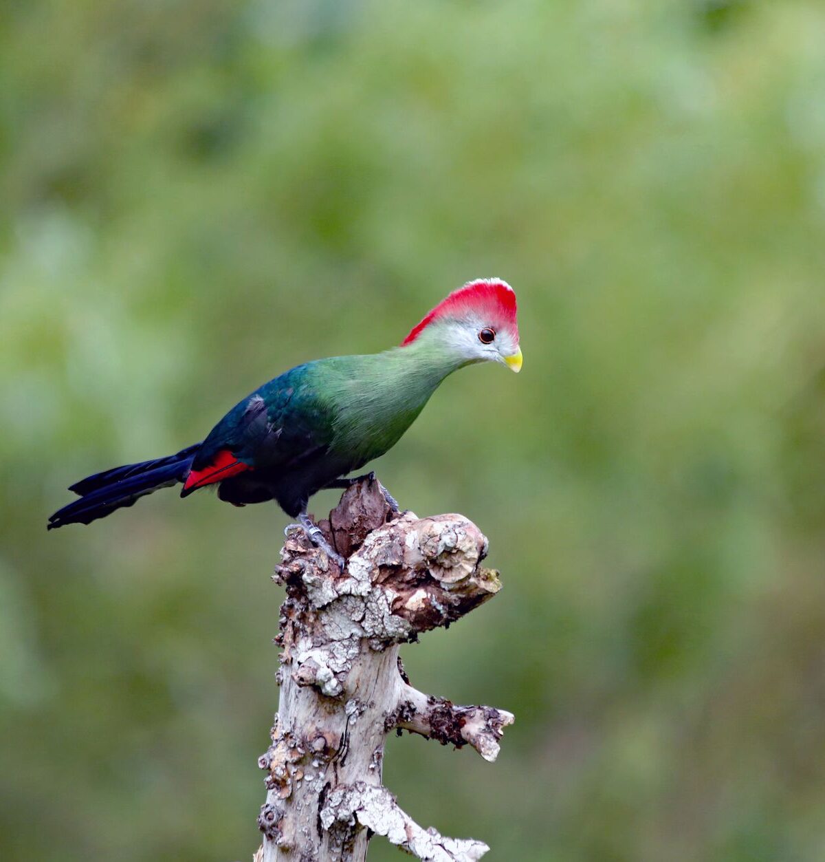 Turaco