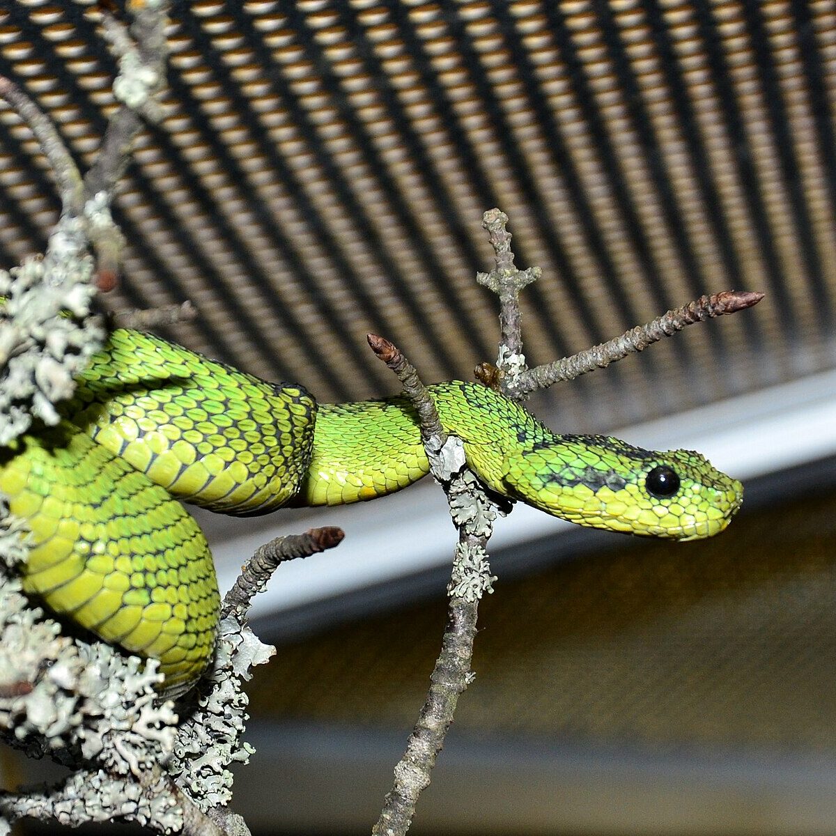 Nitsche's Bush Viper