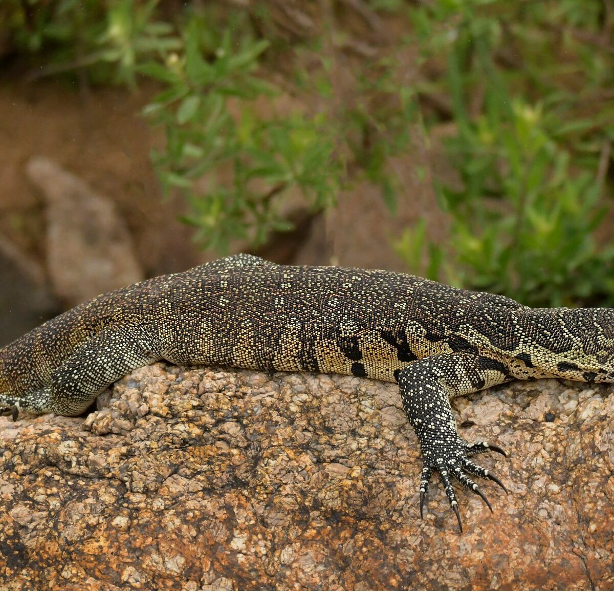 Nile Monitor