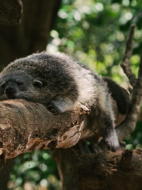 African Civet