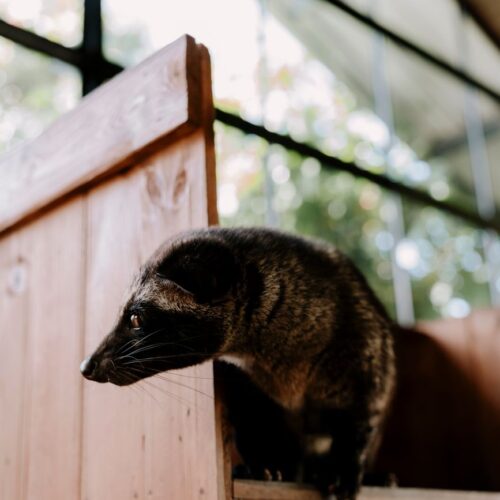 Civet