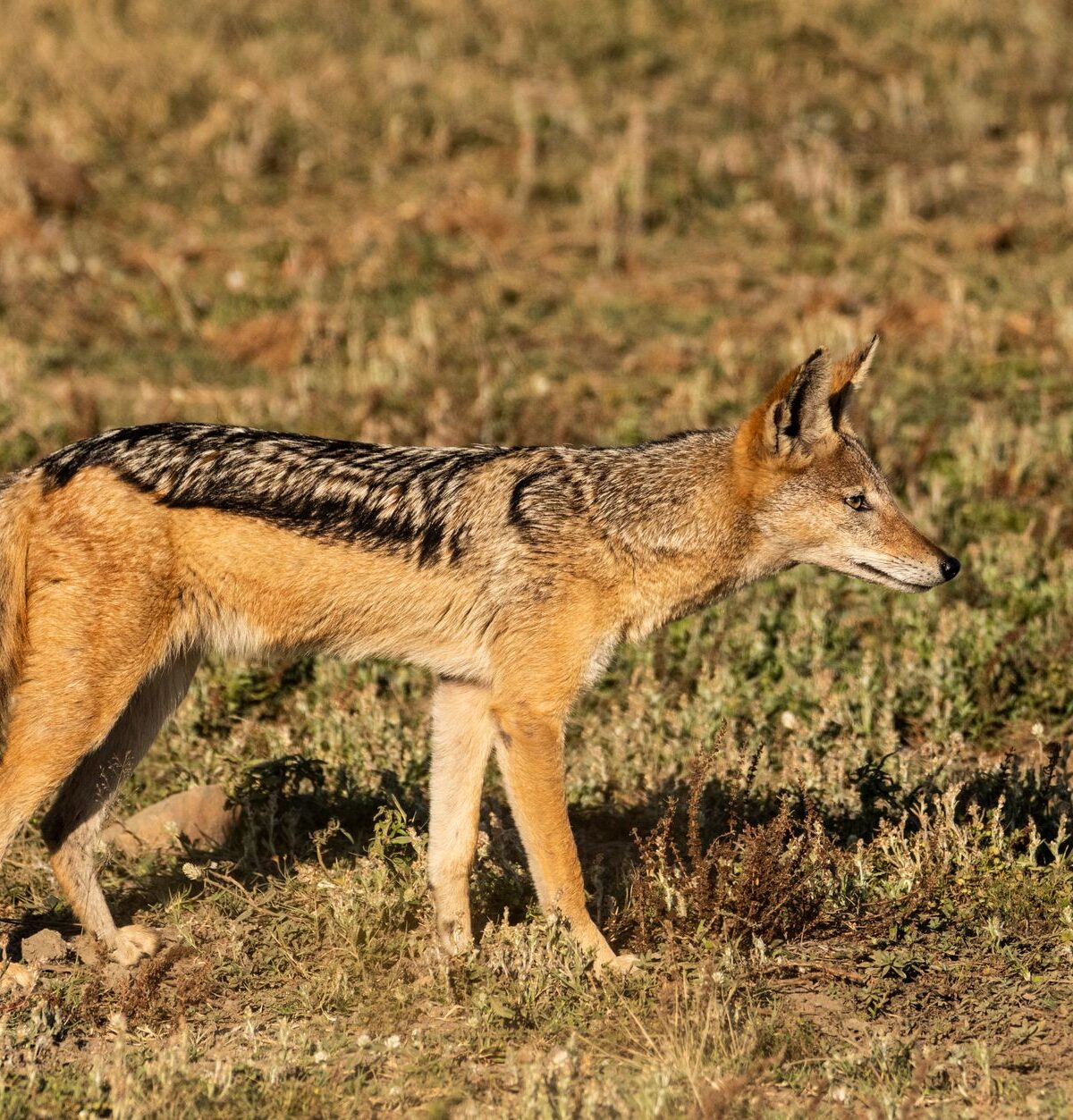 Black-Backed Jackal