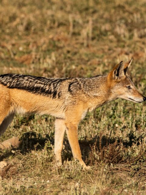 Black-Backed Jackal