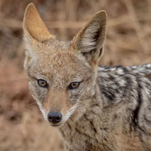Jackal