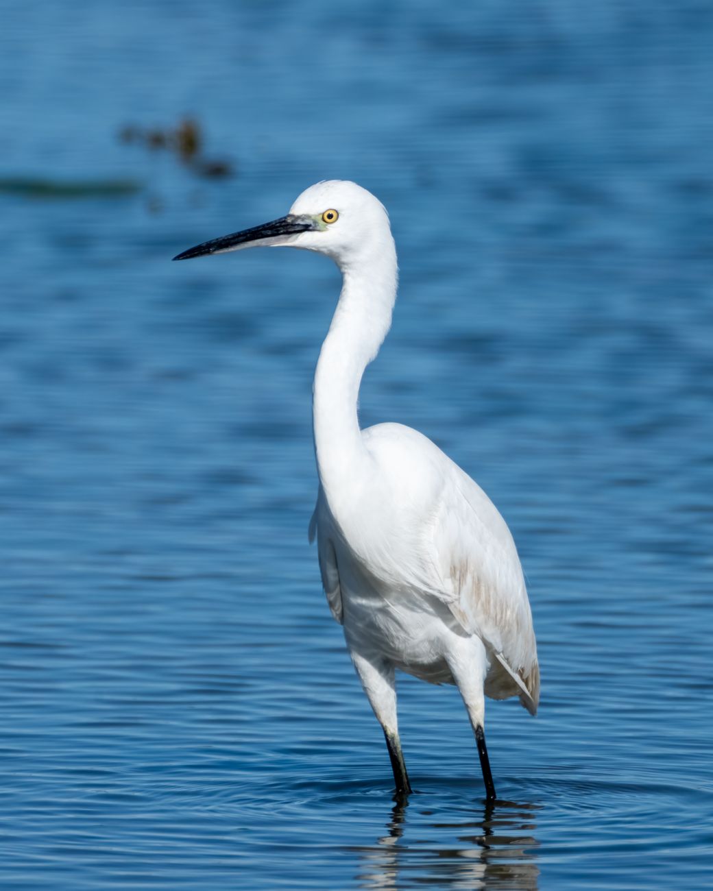Little Egret