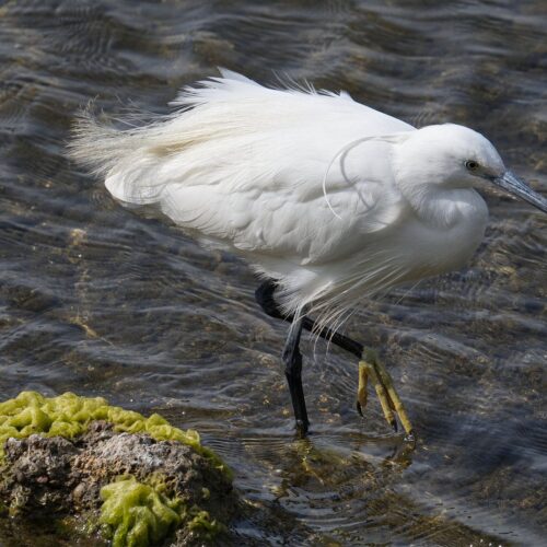 Egret