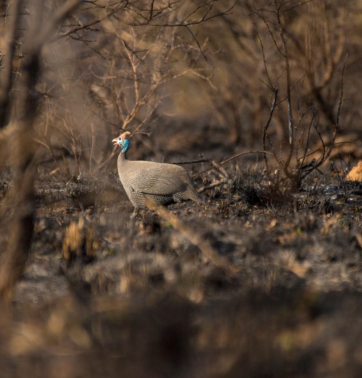 Crested Guineafowl