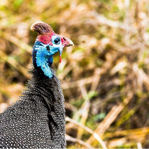 Guineafowl