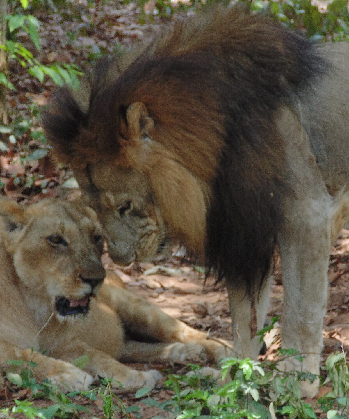 Barbary Lion