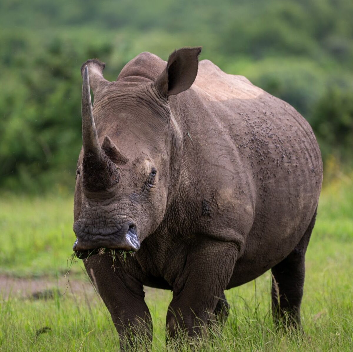 Northern White Rhinoceros