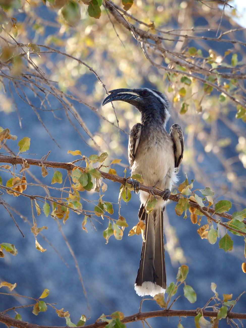 African Grey Hornbill