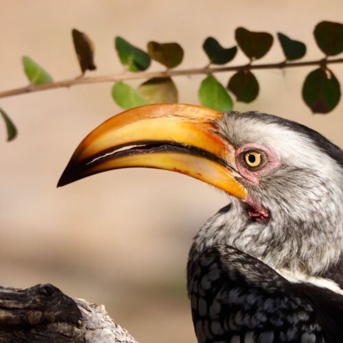 Grey Hornbill