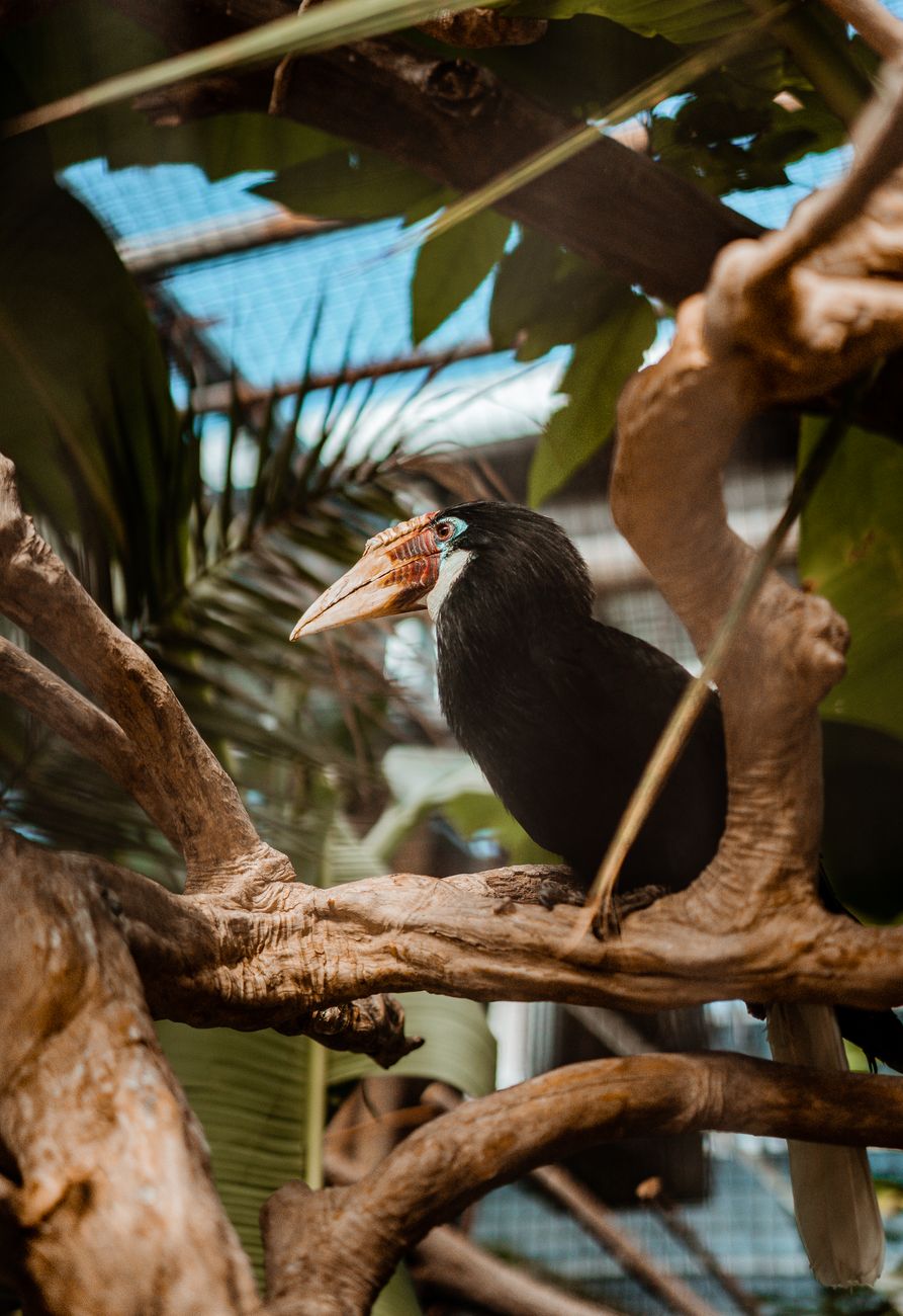 Papuan Hornbill