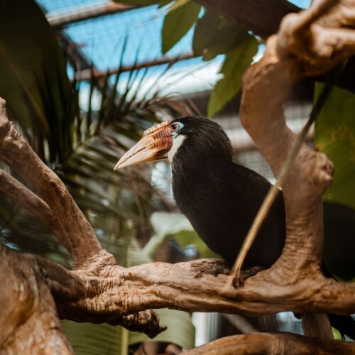 Hornbill