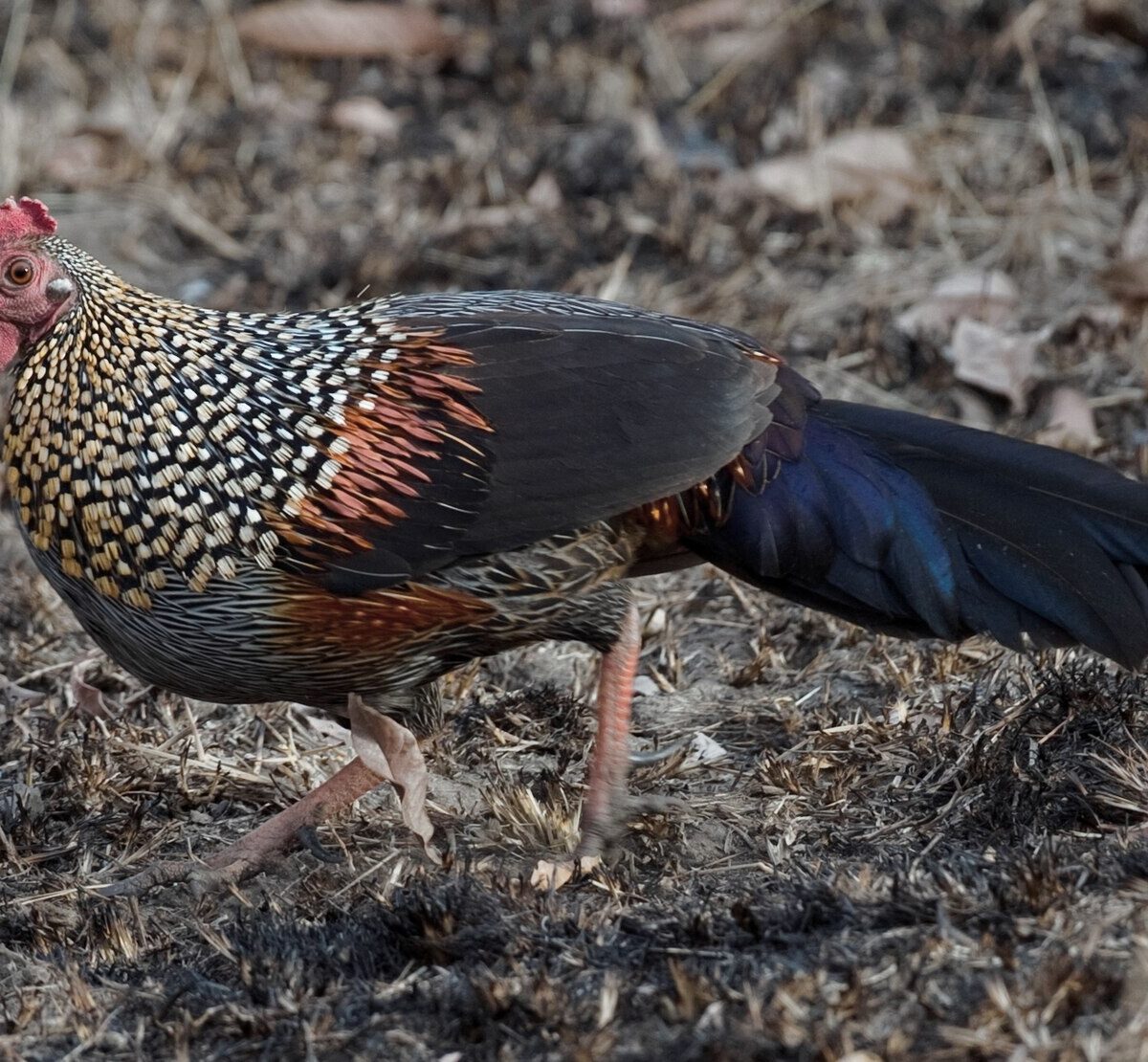 Grey Junglefowl