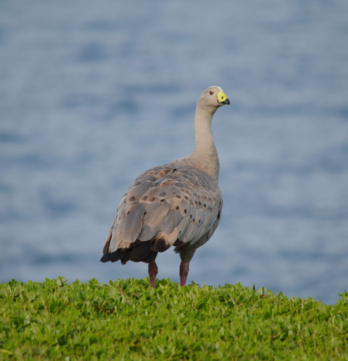 Cape Barren Goose