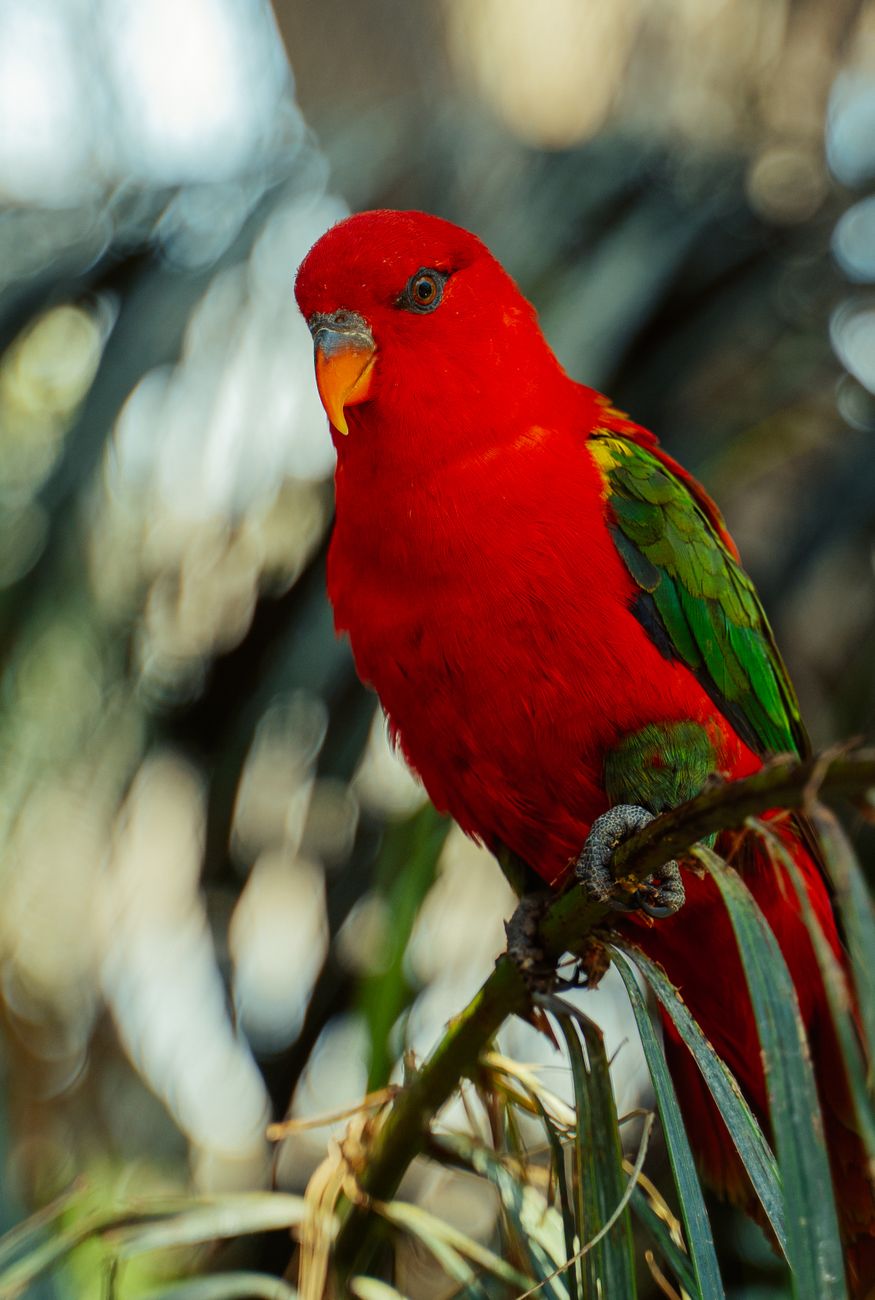 Chattering Lory