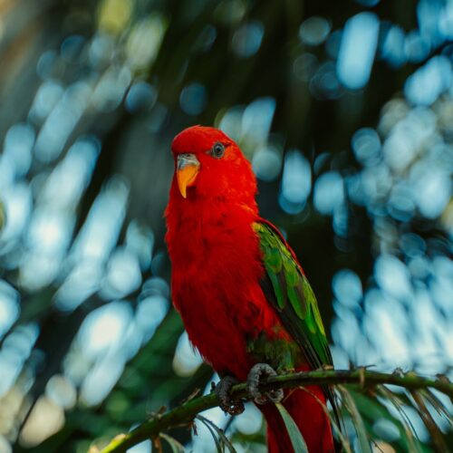 Lory
