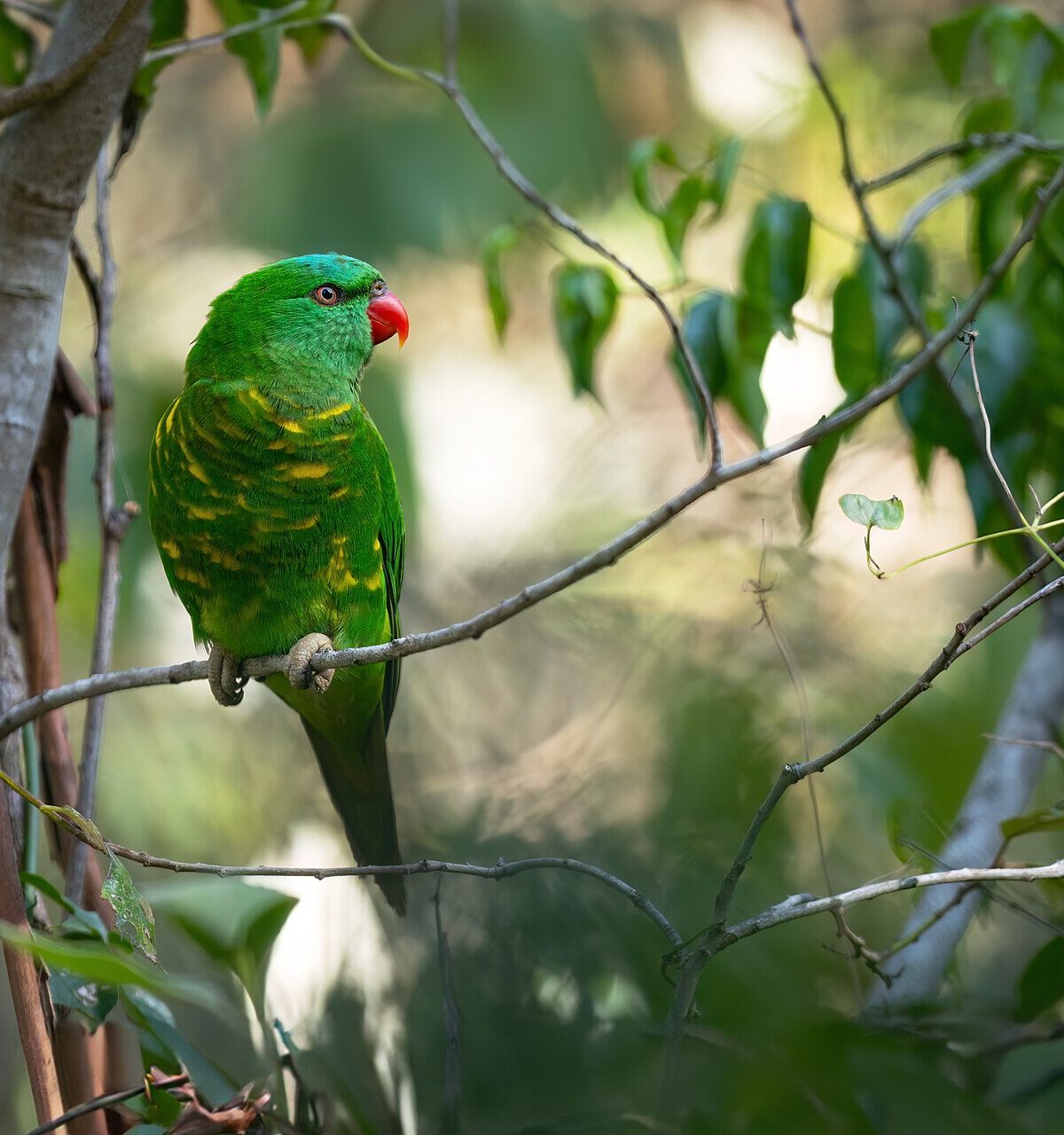 Scaly-breasted Lorikeet