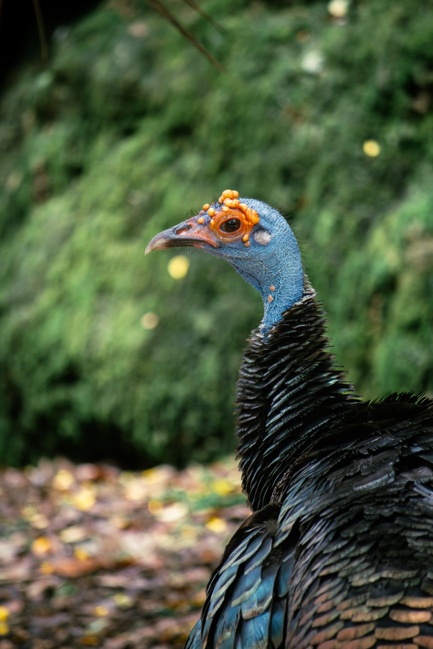 Ocellated Turkey