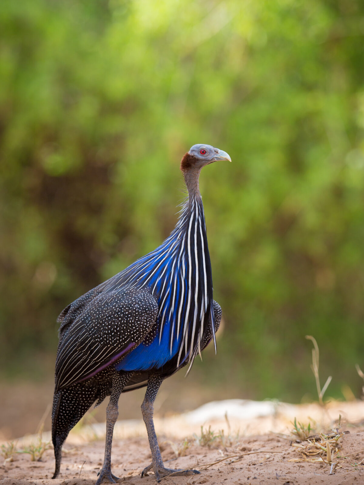 Vulturine Guinea Fowl