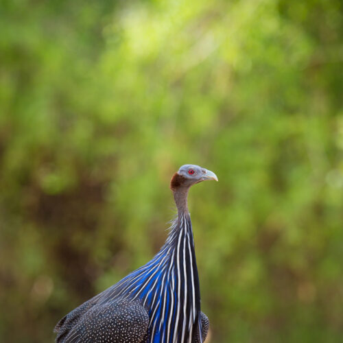 Guinea Fowl