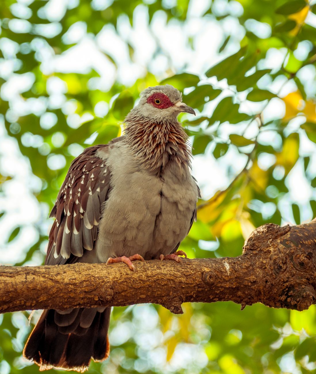 Speckled Pigeon