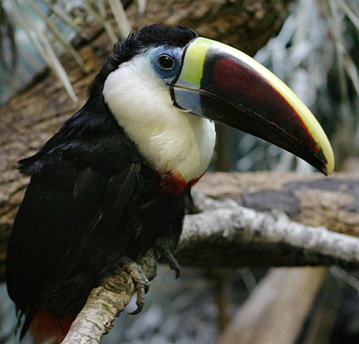Red-billed Toucan