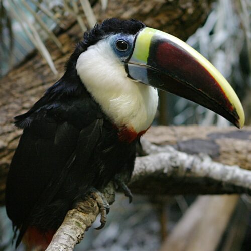Toucan