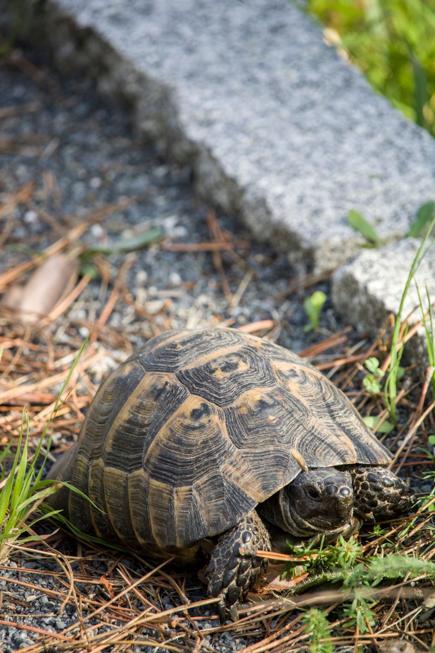 Greek Tortoise