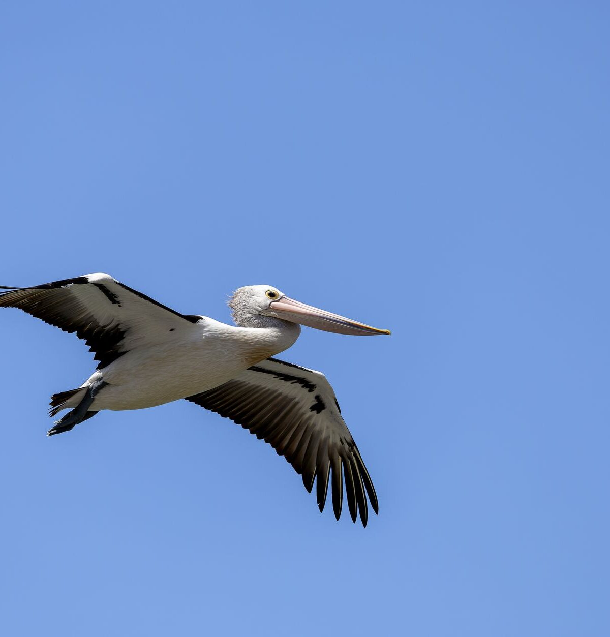 Australian Pelican