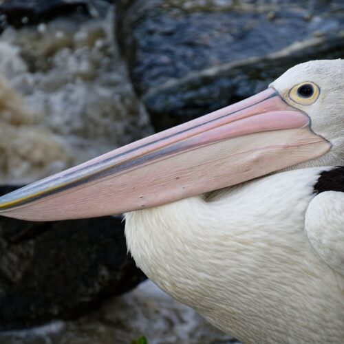 Pelican