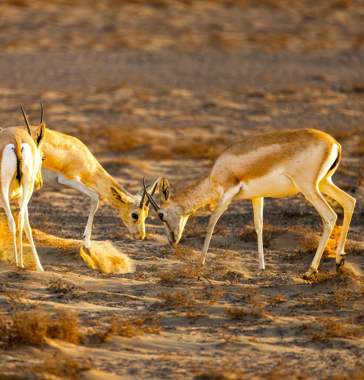 Gazelle